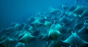 A school of manta rays feeding in plankton-rich water off the coast of Santa Catalina, Panama (© Logan Mock-Bunting/Aurora Photos) &copy; (Bing New Zealand)