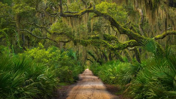 Maritime forest on Cumberland Island, Georgia