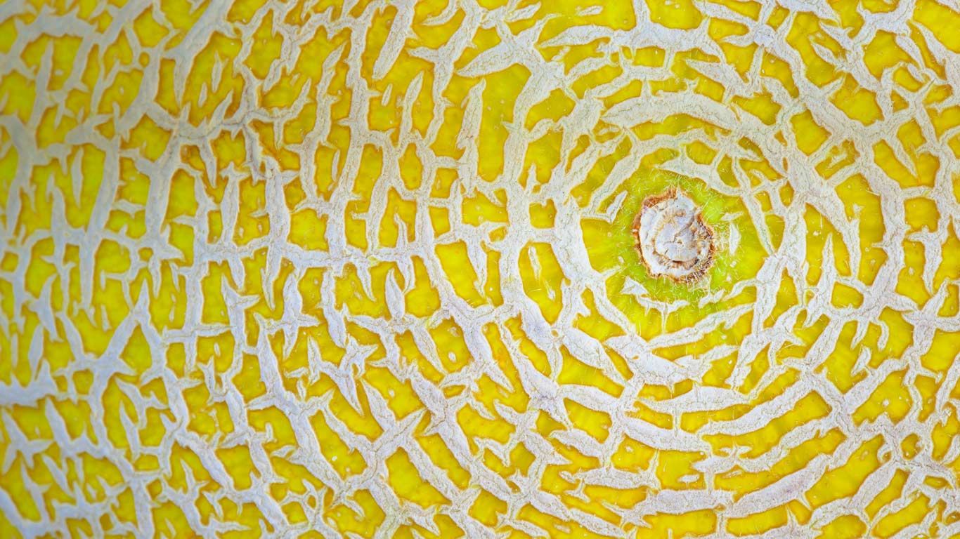 Galia melon detail