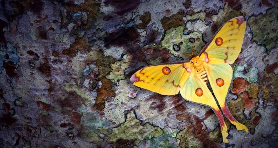 Yellow Silk Moth and cocoons  in Thailand