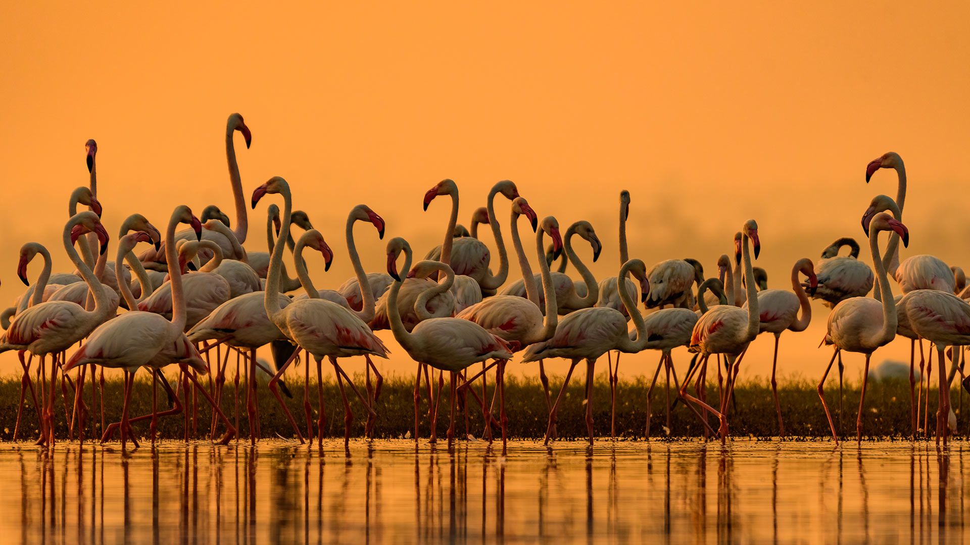 Greater flamingos, India