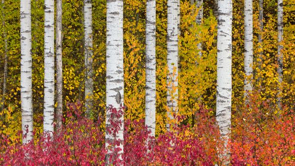 Aspen trees in autumn, Stewart-Cassiar Highway, British Columbia, Canada