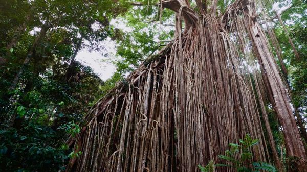 Curtain Fig Tree near Yungaburra on the Atherton Tableland, Queensland