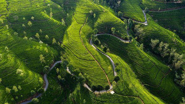 Tenuta del tè di Edimburgo, Nuwara Eliya, Sri Lanka
