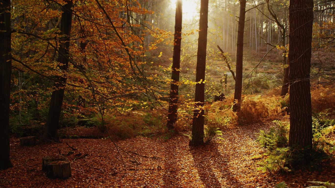 Autumn colors in Cheshire, England