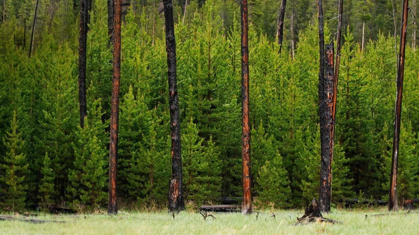 Young trees grow amid trees burned in the 1988 fire in Yellowstone National Park, Wyoming