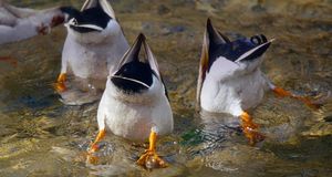 Three dabbling ducks with their heads in the water, Saxony, Germany (© S Meyers/Blickwinkel/age fotostock) &copy; (Bing New Zealand)