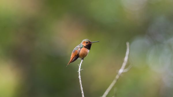 アカフトオハチドリ, 米国 カリフォルニア州