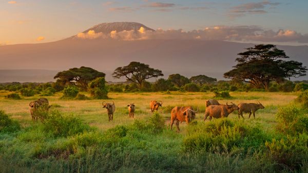 Mount Kilimanjaro with Cape buffalo in foreground, Amboseli Biosphere Reserve, Kenya