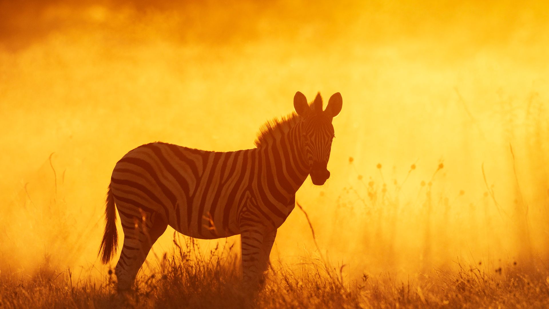 Plains zebra foal in Etosha National Park, Namibia