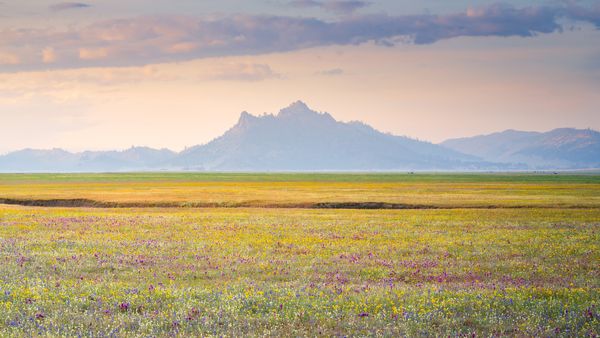 Wildflower bloom, Central Valley, California, United States