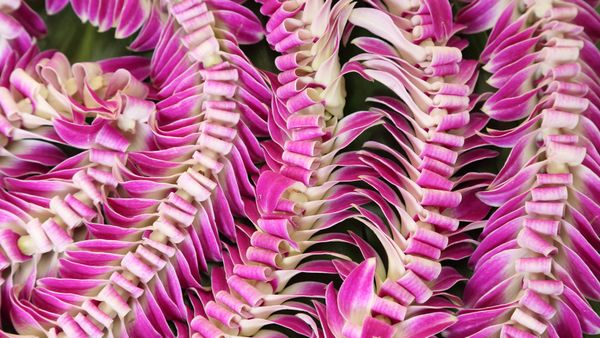 Ghirlande di fiori hawaiani, Hawaii, Stati Uniti