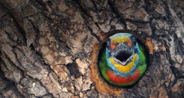 A Muller's Barbet, a species endemic to Taiwan, stands guard by its nest in Taipei, Taiwan
