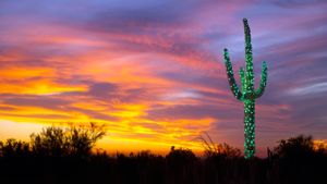 一株被灯带装饰了的树形仙人掌，亚利桑那州 (© Gallery Stock)(Bing China)
