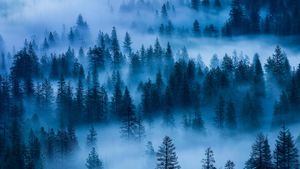 ｢霧のヨセミテ国立公園｣アメリカ合衆国, カリフォルニア州 (© Grant Ordelheide/Tandem Stills + Motion)(Bing Japan)