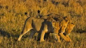 马赛马拉国家保护区里的非洲狮，肯尼亚 (© Daniel J Cox/Getty Images)(Bing China)