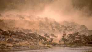 马赛马拉迁徙的角马群横渡马拉河, 肯尼亚 (© Manoj Shah/Getty Images)(Bing China)