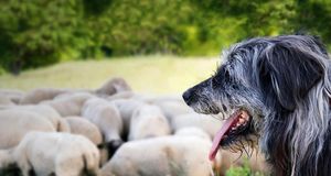 Dog watching over a herd of sheep -- Michael Rucker/Photolibrary &copy; (Bing Australia)