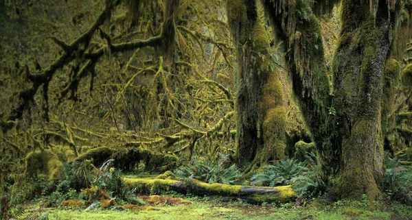 Mit Moos bewachsene Bäume im Hoh-Regenwald, Olympic Nationalpark, Washington