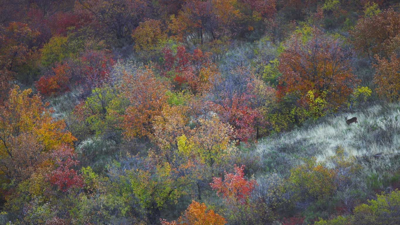 Chevreuil dans un paysage automnal, Sud de la France