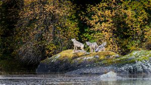 Vancouver Coastal Sea wolves in Great Bear Rainforest, British Columbia, Canada (© Nick Garbutt/Alamy)(Bing United States)