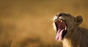 ｢あくびをする子ライオン｣ -- Paul Souder/Digital Vision/Getty Images &copy; (Bing Japan)