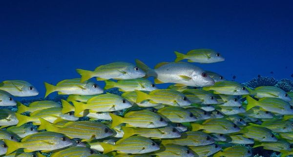 A school of bluestripe snappers in the waters off of Bora Bora