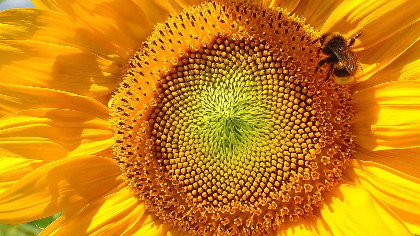 Bumblebee on sunflower near Viechtach, Bavarian Forest, Bavaria, Germany