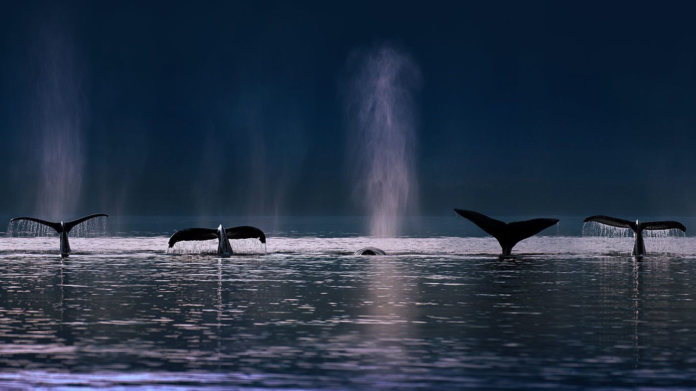 Humpback whales in Stephens Passage near Admiralty Island, Alaska, USA
