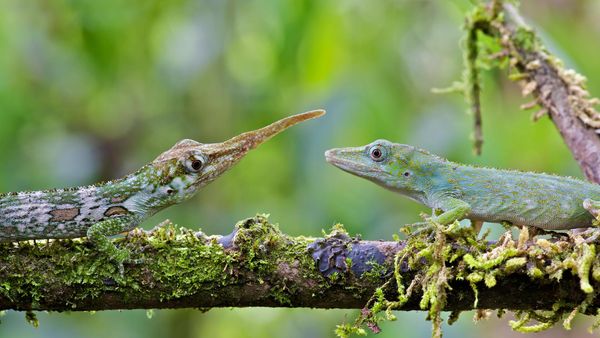 Male and female Ecuadorian horned anoles in Mindo, Ecuador, South America