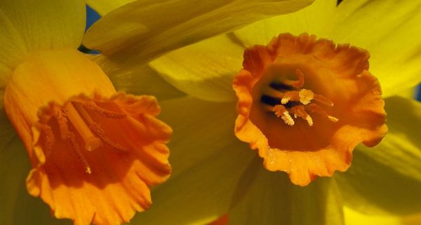 Daffodil flowers