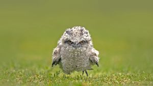 Tawny frogmouth chick, Australia (© SnapRapid/Offset by Shutterstock)(Bing New Zealand)