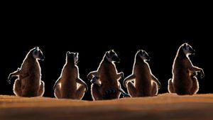 马达加斯加Berenty保护区内的环尾狐猴 (© Steve Bloom Images/Alamy)(Bing China)