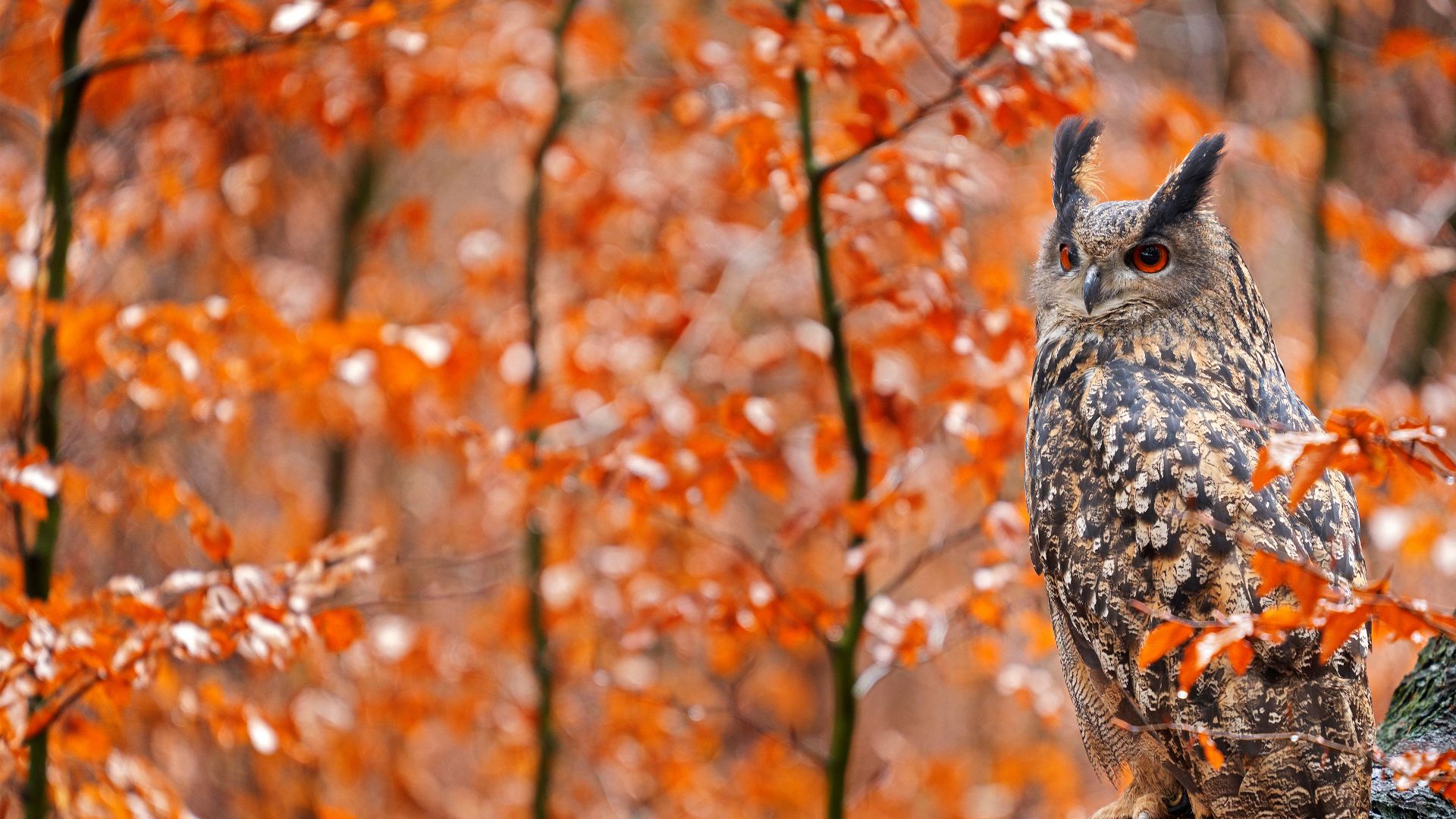 Europäischer Uhu auf einem herbstlichen Baumstamm, Deutschland