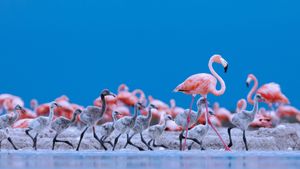 Caribbean flamingos, Ría Lagartos Biosphere Reserve, Yucatán Peninsula, Mexico (© Claudio Contreras/Minden Pictures)(Bing New Zealand)