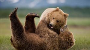Grizzly bears wrestling, Katmai National Park and Preserve, Alaska, United States (© Cavan Images/Adobe Stock)(Bing Australia)