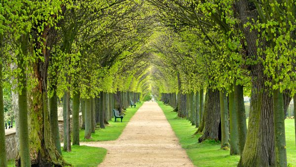 Lindenallee, baumgesäumter Fußweg durch den Park im Frühling