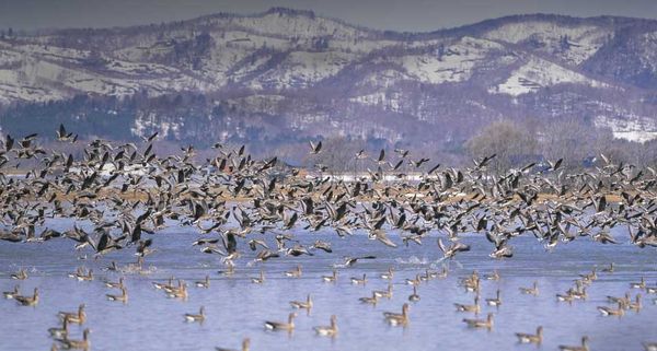 ｢宮島沼のマガン｣北海道, 美唄市