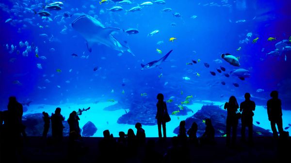 The Georgia Aquarium in Atlanta, Georgia, USA