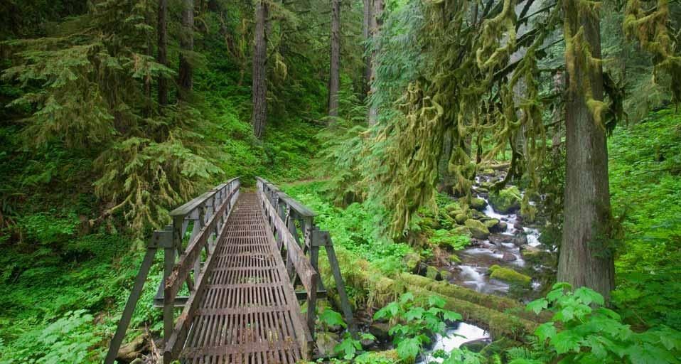 Trail in the Columbia River Gorge National Scenic Area, Oregon