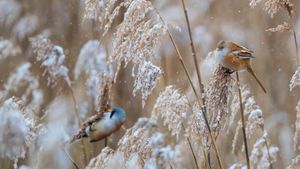 Bartmeisen (Panurus biarmicus) Männchen und Weibchen auf Nahrungssuche in verschneiten Schilfrohren, Baden-Wuerttemberg (© Martin Grimm/Alamy Stock Photo)(Bing Deutschland)