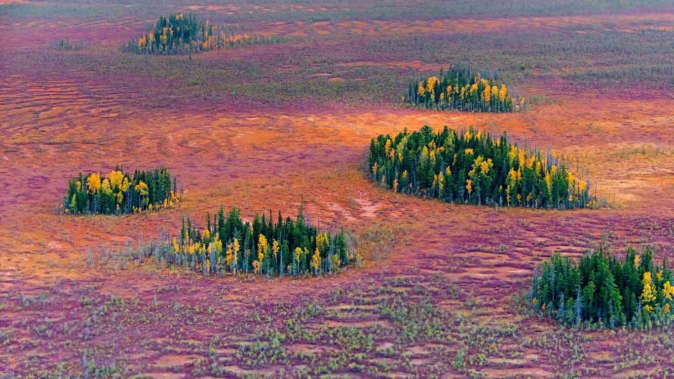 Autumn in the East Siberian taiga, Russia