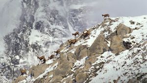 法国，比利牛斯山脉，寒冬时节岩石上的比利牛斯臆羚 (© Biosphoto/Superstock)(Bing China)