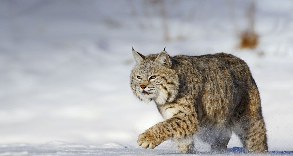 Bobcat running through the snow in Montana, USA