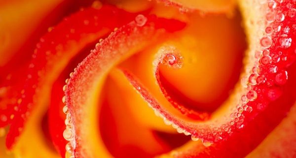 PeaceRose