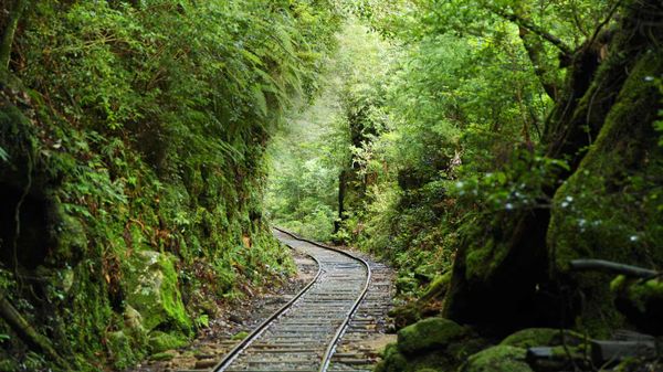 Railroad track through forest, Kagoshima Prefecture, Japan