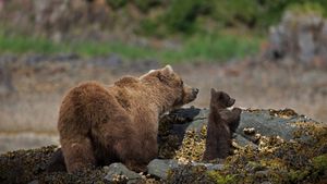 卡特迈国家公园和保护区的棕熊妈妈和幼崽，阿拉斯加 (© Suzi Eszterhas/Minden Pictures)(Bing China)