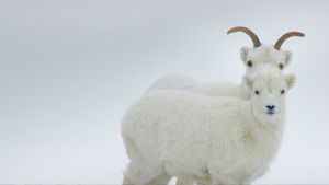 加拿大育空地区的白大角羊 (© Donald M. Jones/Minden Pictures)(Bing China)