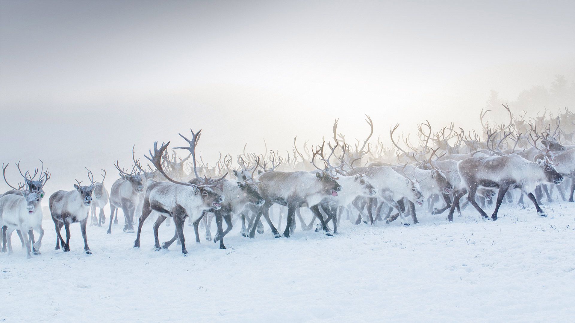 A herd of reindeer in Norway