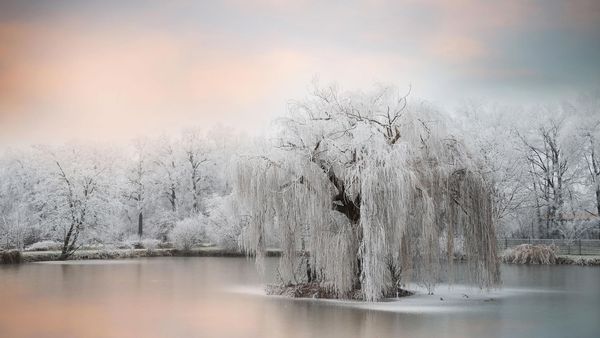 Frozen trees beside a pond